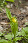 Yellow lady's slipper